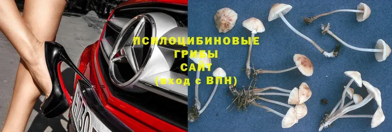 Галлюциногенные грибы Psilocybe Грозный